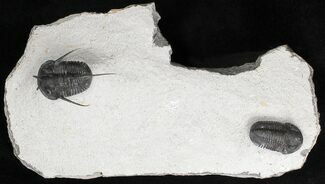 Devil Horned Cyphaspis & Gerastos Trilobites #18589