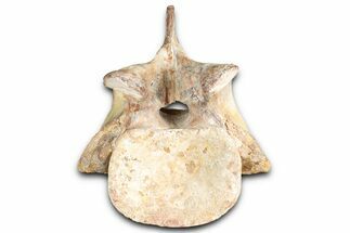 Fossil Spinosaurid (Sigilmassasaurus?) Cervical Vertebra - Morocco #350888
