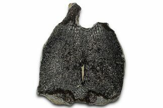 Cut and Polished Fossil Mosasaur Vertebra - Texas #350910