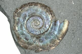 Iridescent Ammonite (Psiloceras) Fossil - England #350952