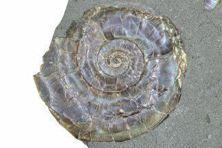 Iridescent Ammonite (Psiloceras) Fossil - England #350953