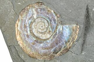 Iridescent Ammonite (Psiloceras) Fossil - England #350954