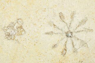 Floating Crinoid (Saccocoma) Fossil - Solnhofen Limestone #351010