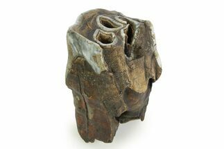 Fossil Woolly Rhino (Coelodonta) Tooth - Siberia #350930