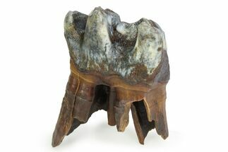 Fossil Woolly Rhino (Coelodonta) Tooth - Siberia #350934