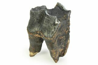 Fossil Woolly Rhino (Coelodonta) Tooth - Siberia #350936