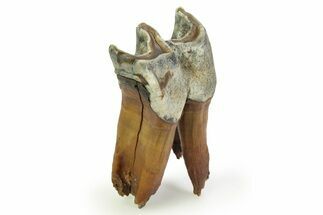 Fossil Woolly Rhino (Coelodonta) Tooth - Siberia #350943