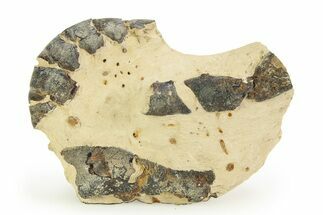 Eocene Lobster (Hoploparia) Fossil - England #351033