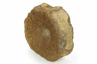 Fossil Ichthyosaur (Brachypterygius) Vertebra - England #351041