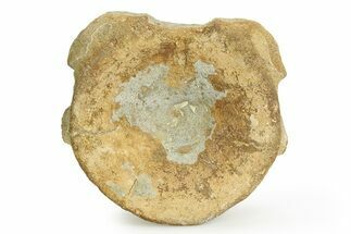 Fossil Ichthyosaur (Brachypterygius) Vertebra - England #351042