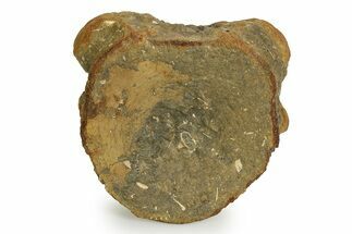 Fossil Ichthyosaur (Brachypterygius) Vertebra - England #351045