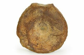 Fossil Ichthyosaur (Brachypterygius) Vertebra - England #351049