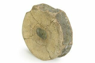 Reptile & Amphibian Fossils For Sale