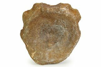 Fossil Ichthyosaur (Brachypterygius) Vertebra - England #351053