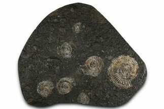 Fossil Ammonite Cluster - Posidonia Shale, Germany #350874