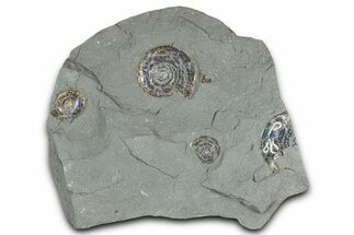 Three Iridescent Ammonite (Psiloceras) Fossils - England #350964