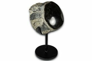 Polished Fossil Mosasaur Vertebra w/ Metal Stand - Texas #350967