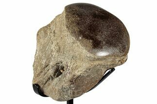 Polished Fossil Mosasaur Vertebra w/ Metal Stand - Texas #350969
