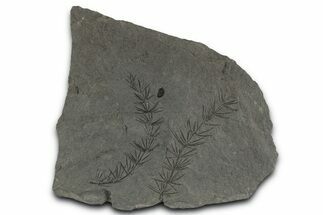 Fossil Pennsylvanian Horsetail (Asterophyllites) Plate - France #351129