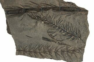 Fossil Pennsylvanian Horsetail (Asterophyllites) Plate - France #351130