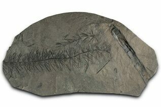 Plant Fossils For Sale