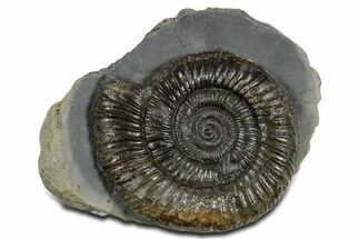 Jurassic Ammonite (Dactylioceras) Fossil - England #351140