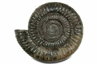 Jurassic Ammonite (Dactylioceras) Fossil - England #351157