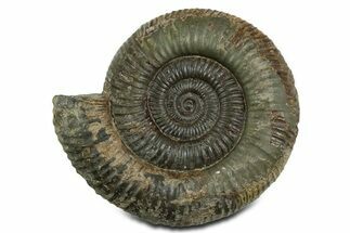Jurassic Ammonite (Dactylioceras) Fossil - England #351160
