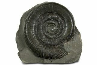 Jurassic Ammonite (Dactylioceras) Fossil - England #351166
