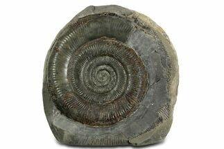 Jurassic Ammonite (Dactylioceras) Fossil - England #351167