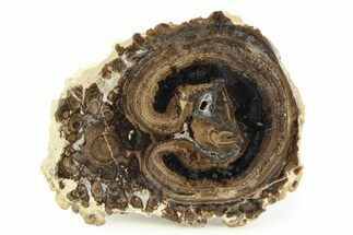 Polished Fossil Stromatolite Colony - Utah #351191