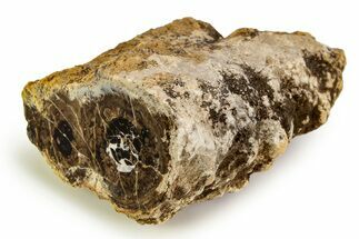 Polished Fossil Stromatolite Colony on Petrified Wood - Utah #351210
