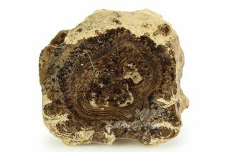 Polished Fossil Stromatolite Colony - Utah #351214