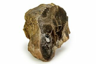 Polished Fossil Stromatolite Colony - Utah #351215