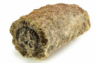 Polished Fossil Stromatolite Colony on Petrified Wood - Utah #351217