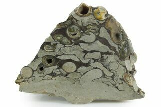 Polished Fossil Teredo (Shipworm Bored) Wood - England #351120