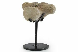 Fossil Mosasaur Vertebra with Metal Stand - Texas #351219