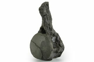 Fossil Mosasaur (Clidastes?) Vertebra - Texas #351223