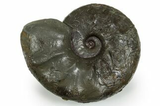 Triassic Ammonite (Ceratites sublaevigatus) Fossil - Germany #351229