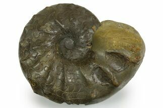 Triassic Ammonite (Ceratites sublaevigatus) Fossil - Germany #351233