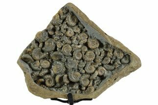 Ammonite (Promicroceras & Cymbites) Cluster - England #351234
