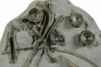 Fossil Ichthyosaur (Ichthyosaurus) Bones In Limestone- England #351236