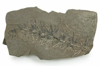 Fossil Pennsylvanian Horsetail (Asterophyllites) Plate - France #351133