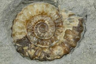 Jurassic Ammonite (Promicroceras) Fossil - Lyme Regis #351285