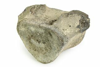 Fossil Whale Thoracic Vertebra - Yorktown Formation #351090