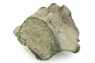 Fossil Whale Lumbar Vertebra - Yorktown Formation #351093