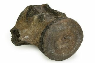 Fossil Whale Lumbar Vertebra - South Carolina #351103