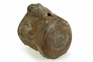 Fossil Whale Caudal Vertebra - South Carolina #351109