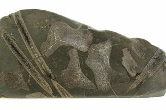 Fossil Ichthyosaur Bones In Cross-Section - England #351240