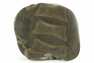 Fossil Ichthyosaur Vertebrae In Cross-Section - England #351243